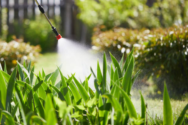 24/7 Emergency Termite Control experts in Mendota, IL